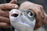 Благодаря рыбе Фугу, учёные вплотную подошли к решению проблемы регенерации зубов у человека