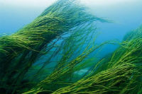 Морские водоросли помогут предотвратить кариес