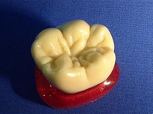 Модель зуба из воска